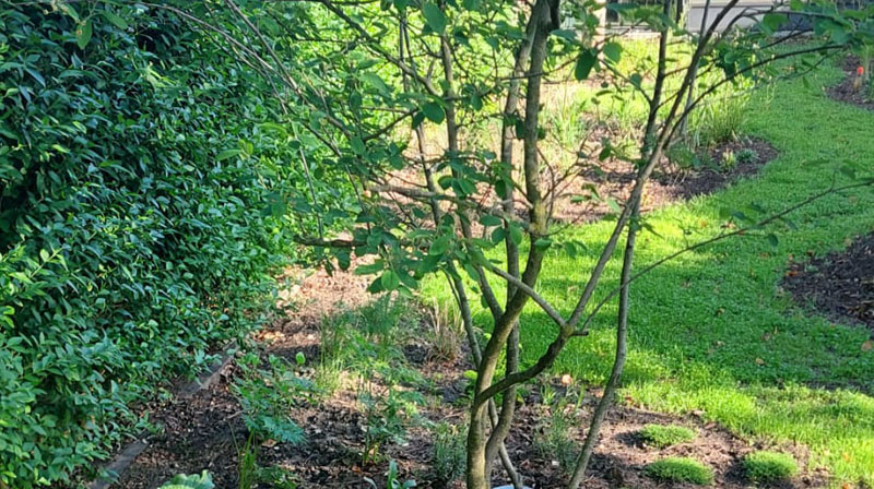 Tuin Van Heden Kruiden rond Amelanchier lamarkii, aan Ofyr Hoogstraten